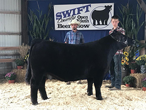 Netzke Show Cattle Winners