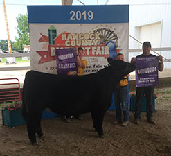 Netzke Show Cattle Winners