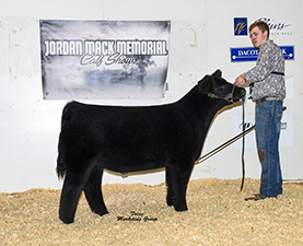 Netzke Show Cattle Winners