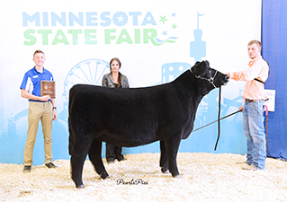 Netzke Show Cattle Winners