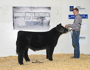 Netzke Show Cattle Winners