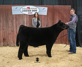 Netzke Show Cattle Winners
