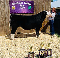 Netzke Show Cattle Winners