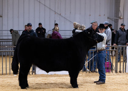 Reserve Champion Maine-Anjou Progress Steer - Ring A
2023 Oklahoma State University AGR Winter Bonanza